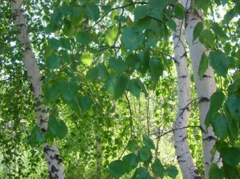 birch leaves from parasites on the human body